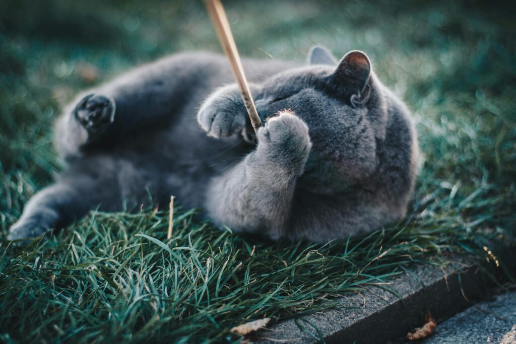 Chat bleu russe